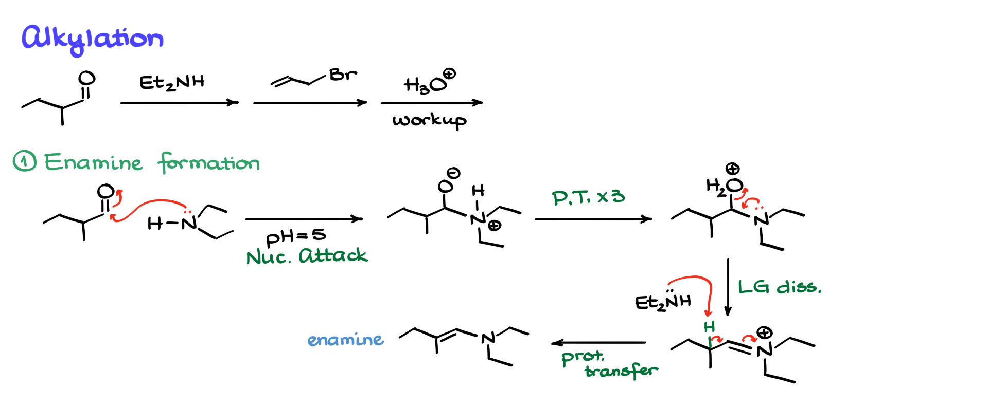 alkylation using the stork enamine synthesis pathway